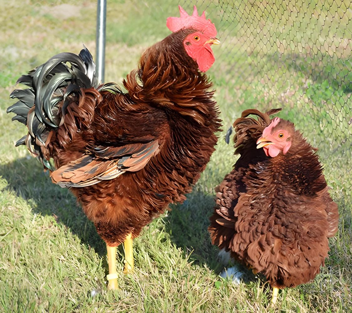 gallina rizada color caoba	