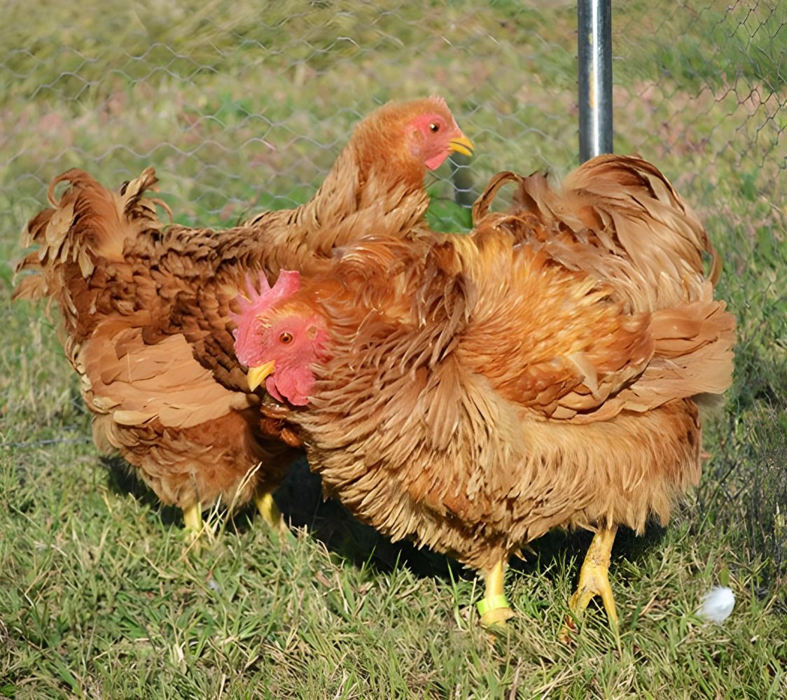 gallina rizada color leoanda	