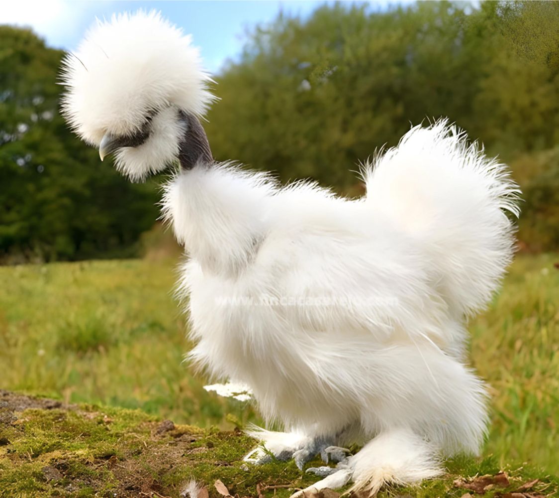 Gallina Sedosa Showgirl blanca	