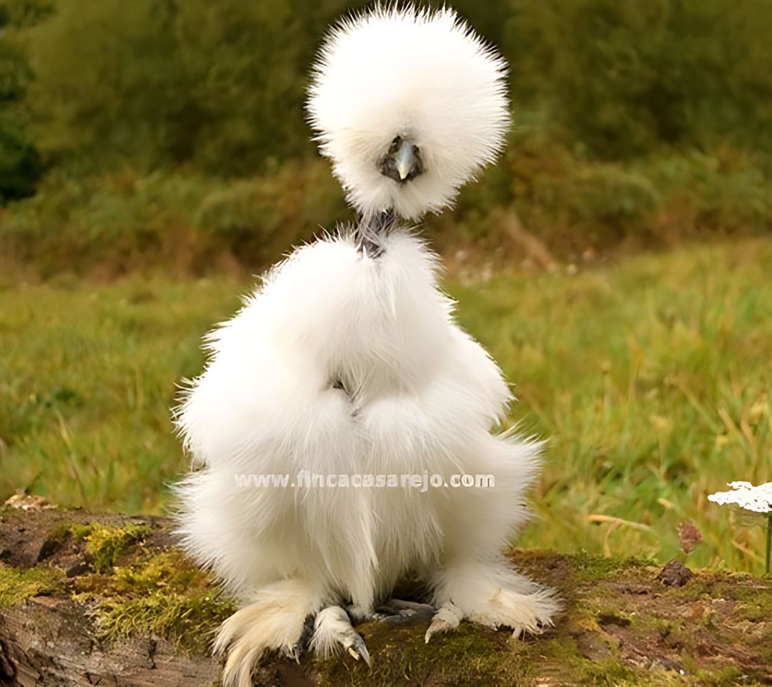 Gallina sedosa de cuello pelado	