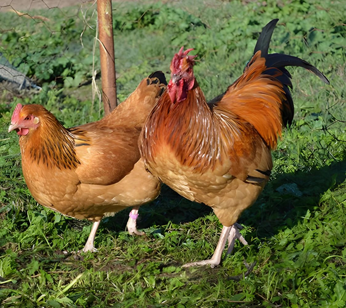 pareja gallinas sussex enano leonado armiñado de negro	