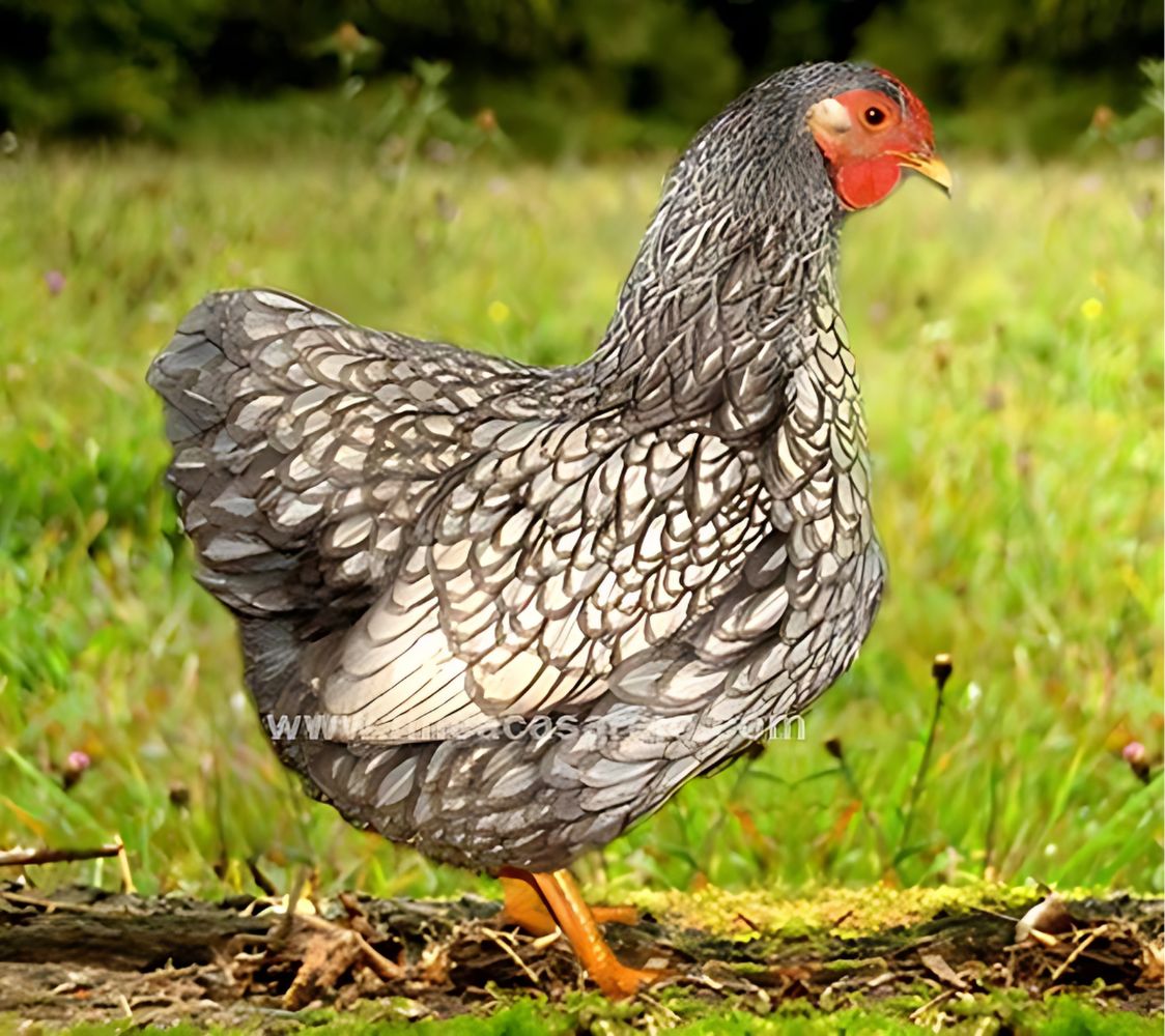 gallina wyandotte enano plateada azul	