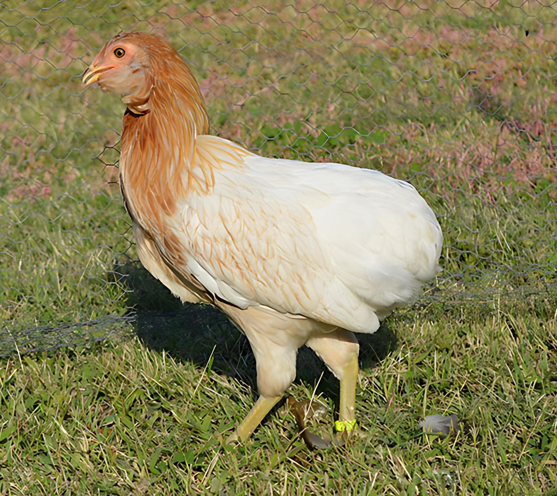 gallina araucana color blanco silla roja	