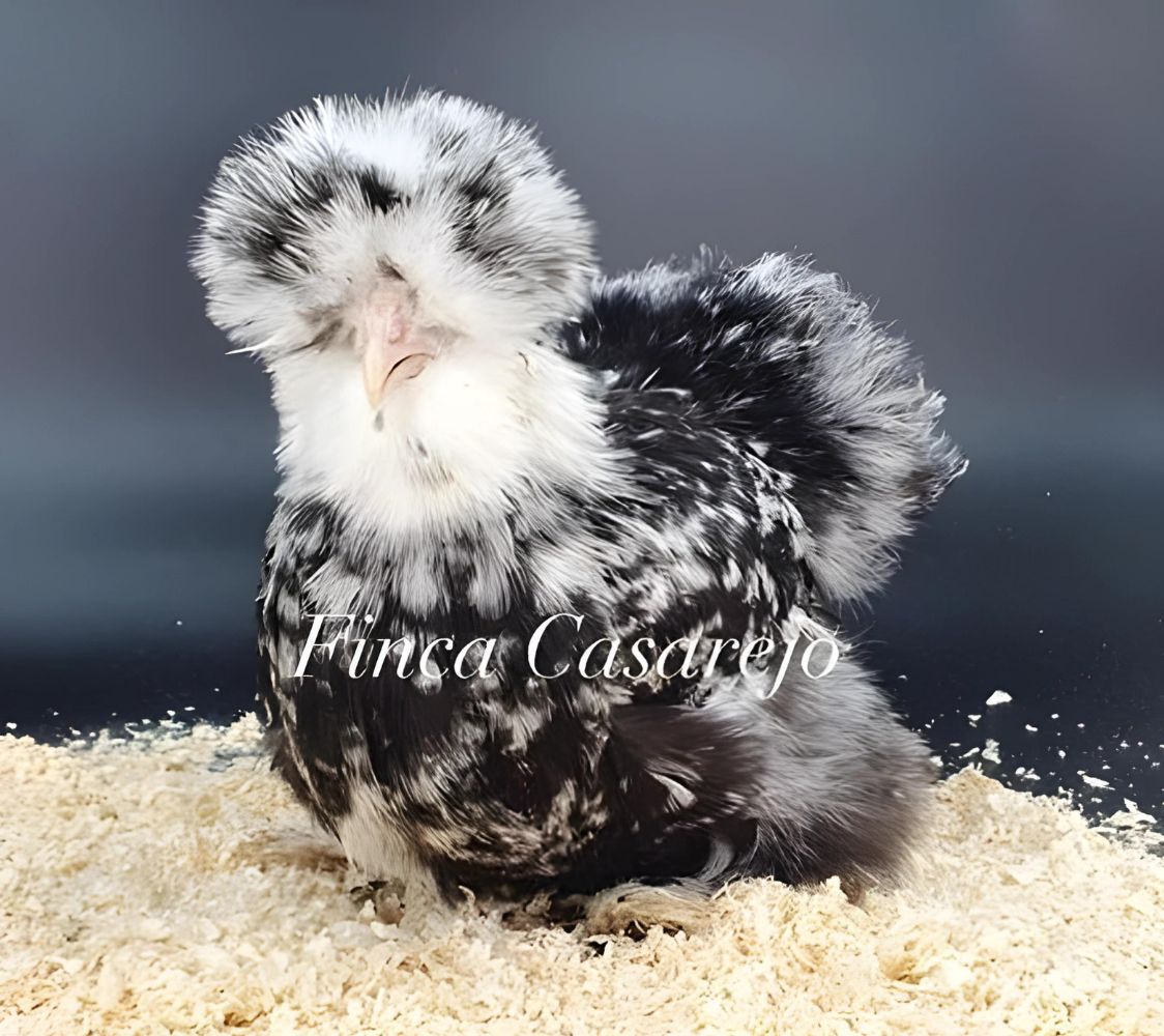 Gallina Sedosa negro moteado de blanco	