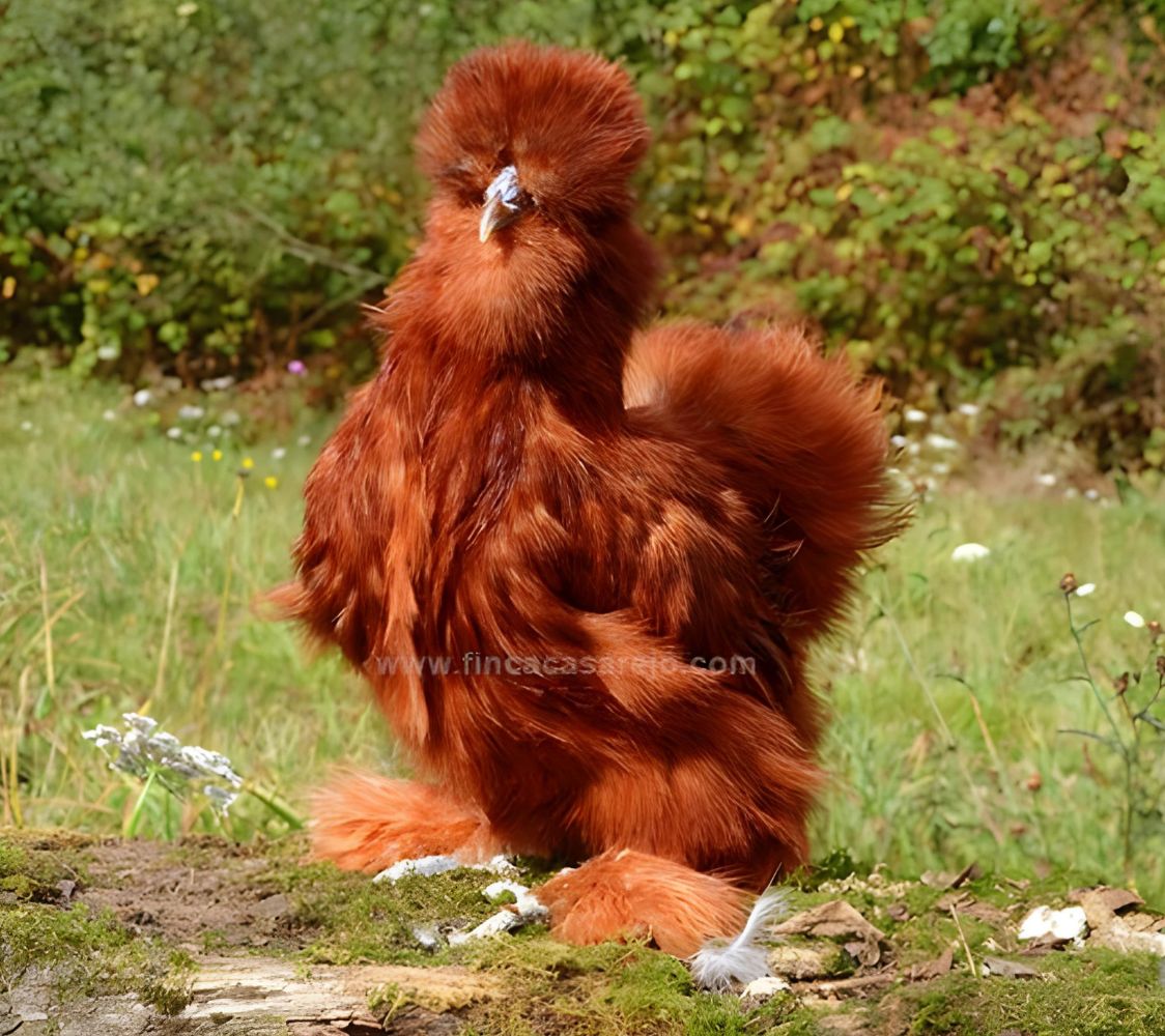 gallina raza sedosa color rojo	