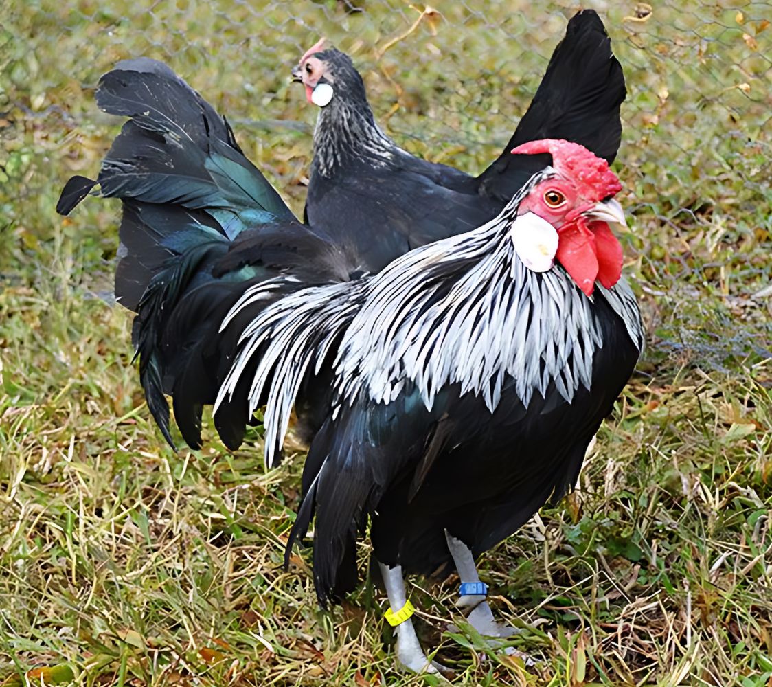 gallina de raza java abedul	