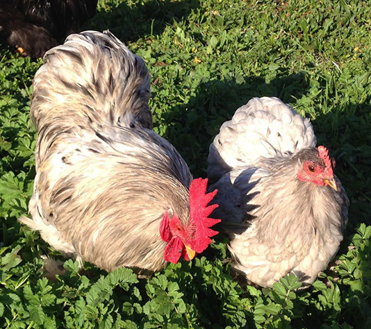 pareja gallina raza pekin color splash