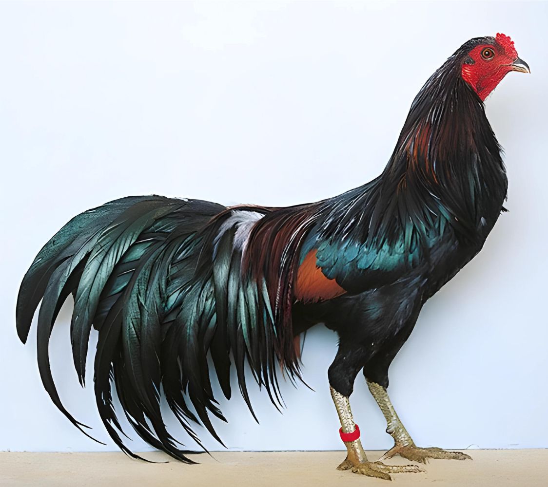 gallo Sumatra enano	