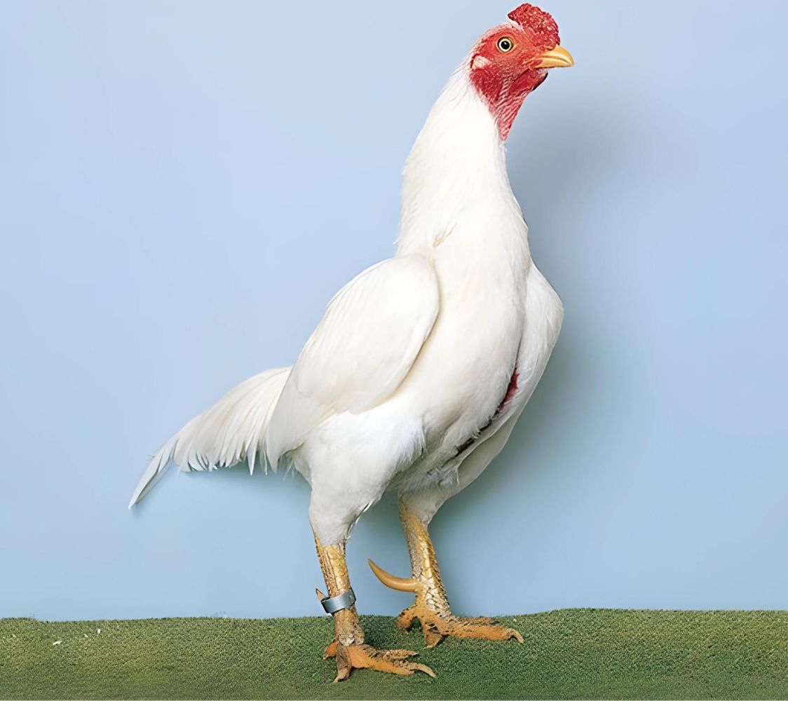 gallo asil enano color blanco	