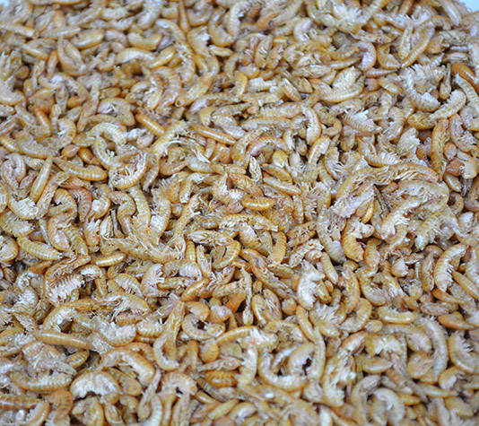 gammarus deshidratados