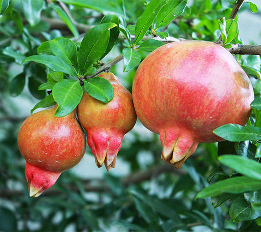 granada en árbol