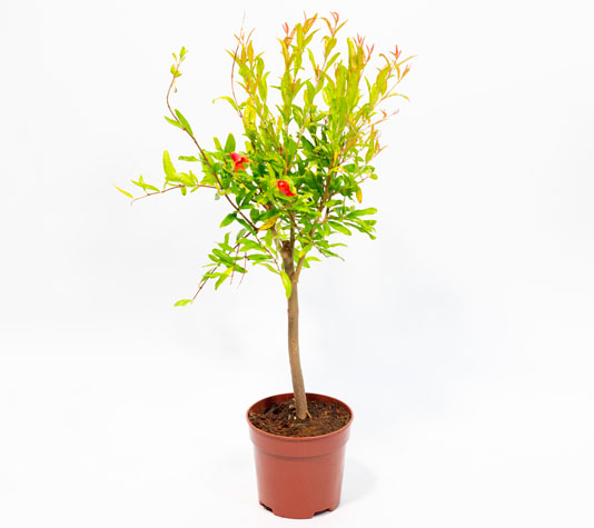 Granado Enano en Maceta Ideal para Balcón | Finca Casarejo