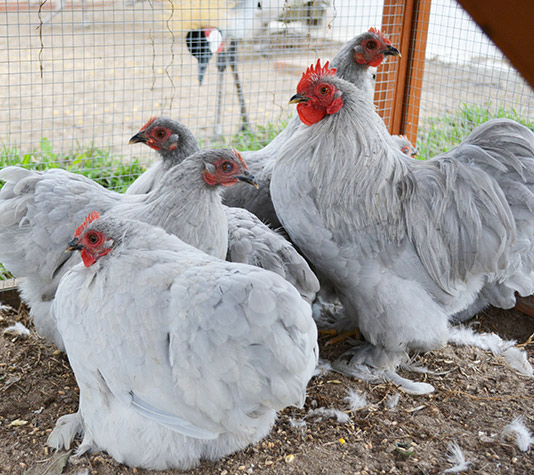 grupo de gallinas pekin color lavanda
