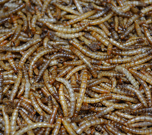 gusanos de la harina deshidratados