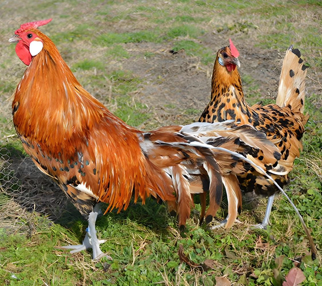 pareja gallinas hamburgo	