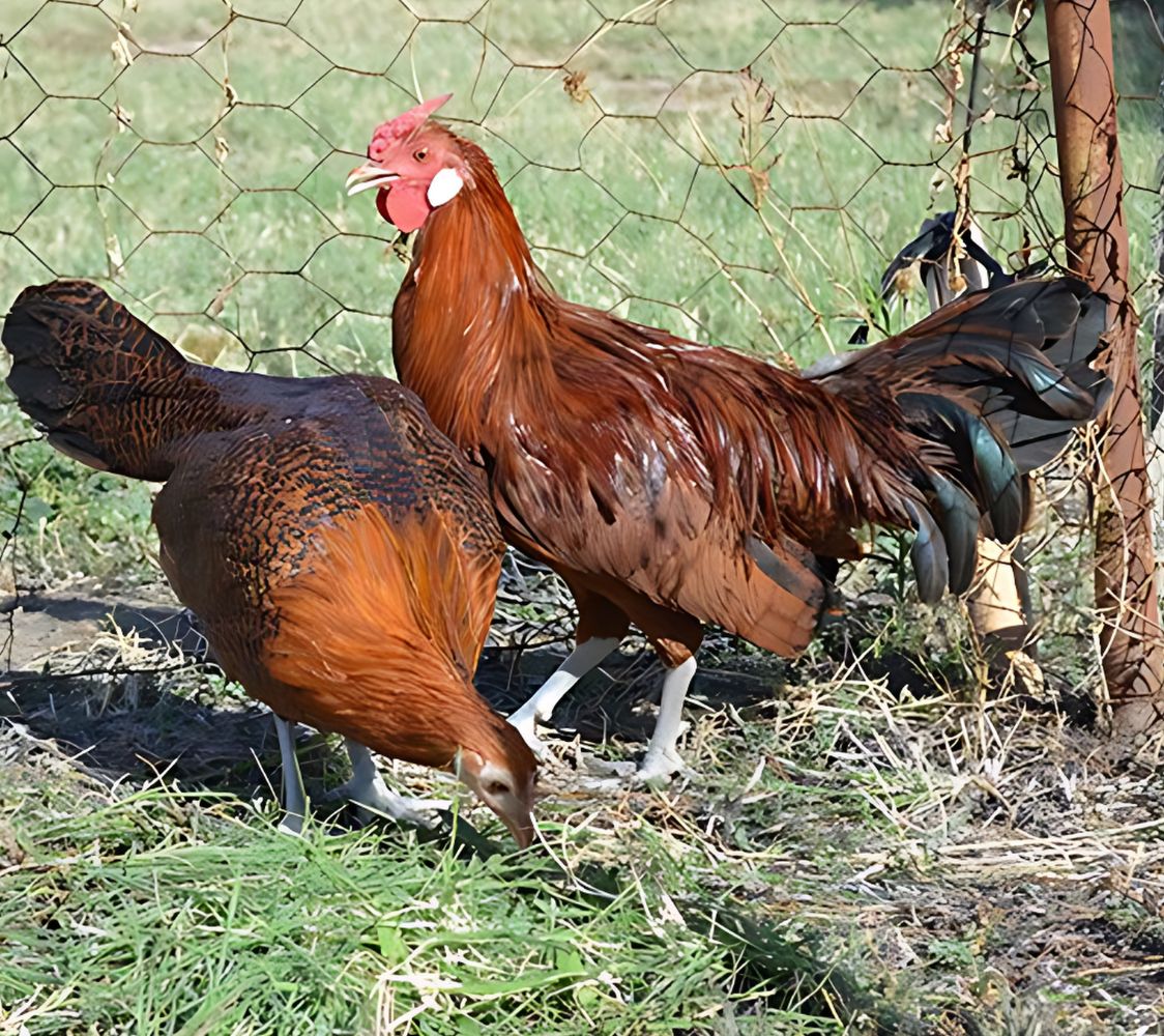 parejas gallinas hamburgo color dorado	