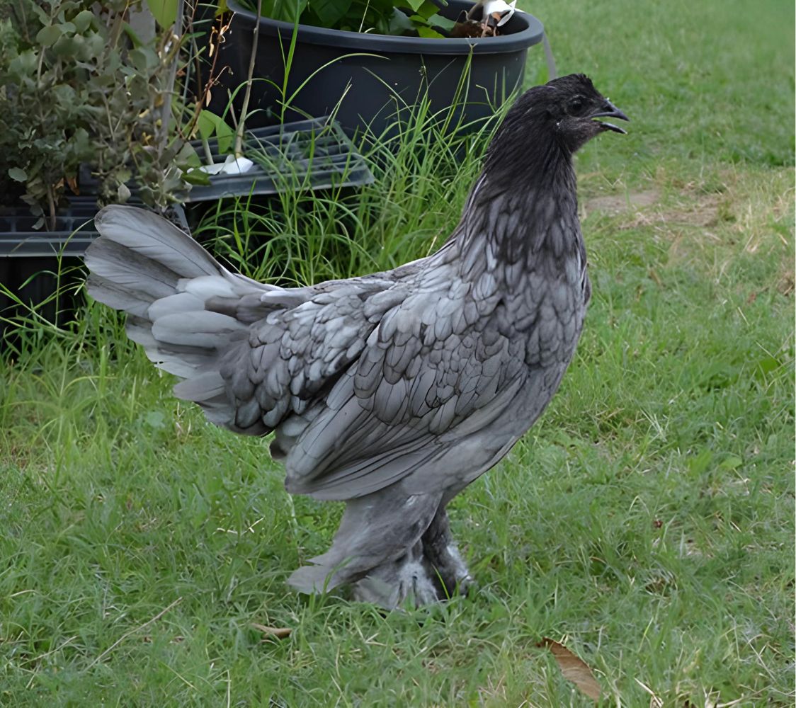 hembra gallina breda color azul	