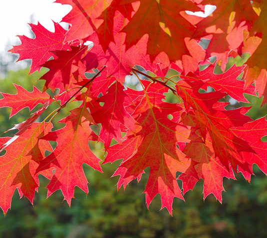 Rama con hojas del roble