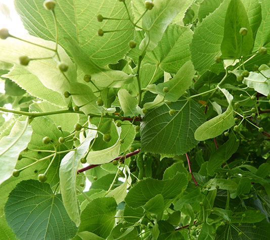 hoja del árbol tilo
