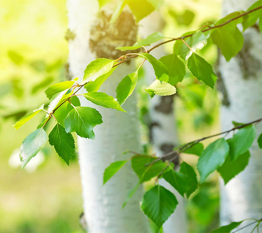El abedul es un árbol de hoja caduca. La hoja es verde en primavera y amarilla en otoño