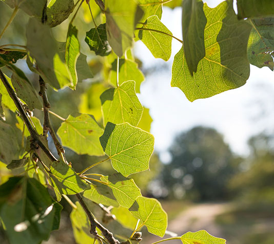 hoja caduca del álamo blanco o chopo