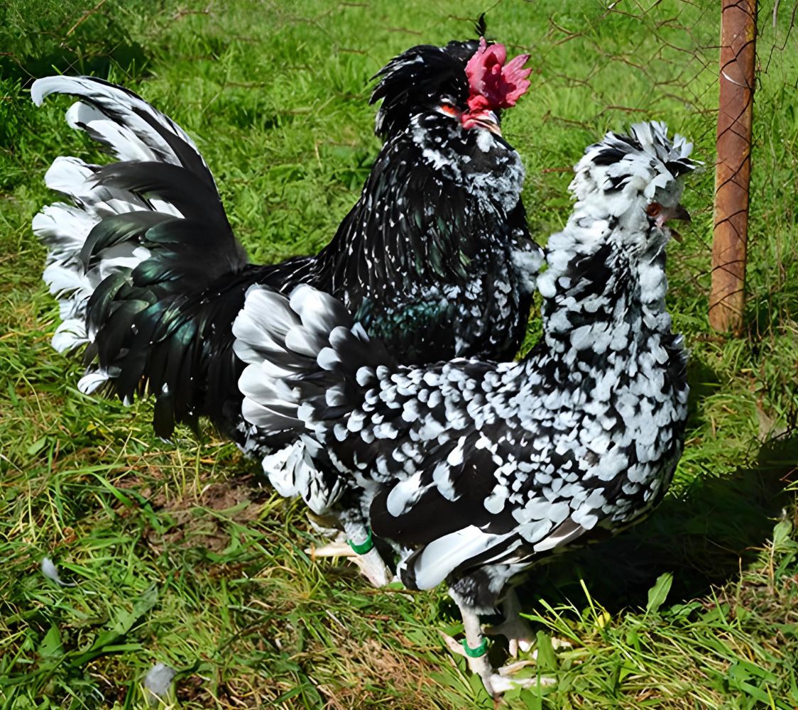 Pareja gallina Houdan negro moteado de blanco	