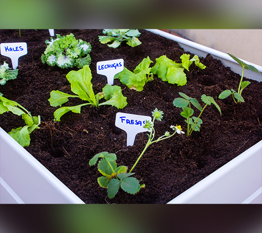 Mesa de cultivo para crear huerto urbano en tu terraza