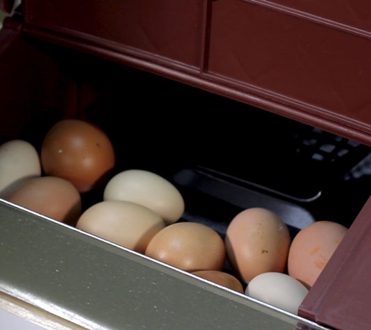 Ponedero San Antón, huevos siempre limpios