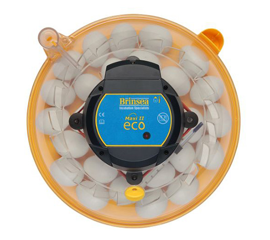 incubadora manual o nacedora brinsea maxi ii eco