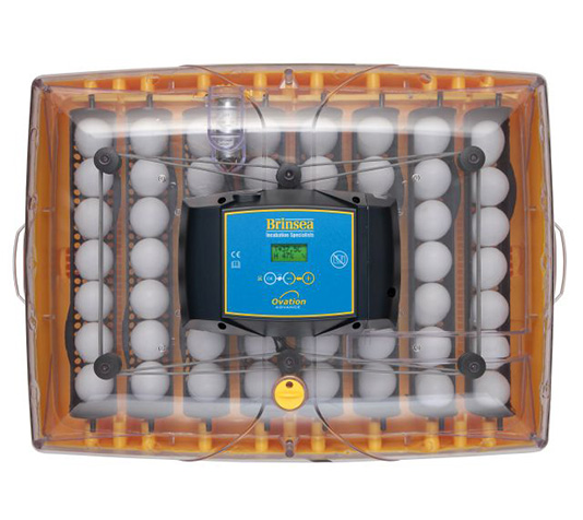 incubadora automatica de pollos