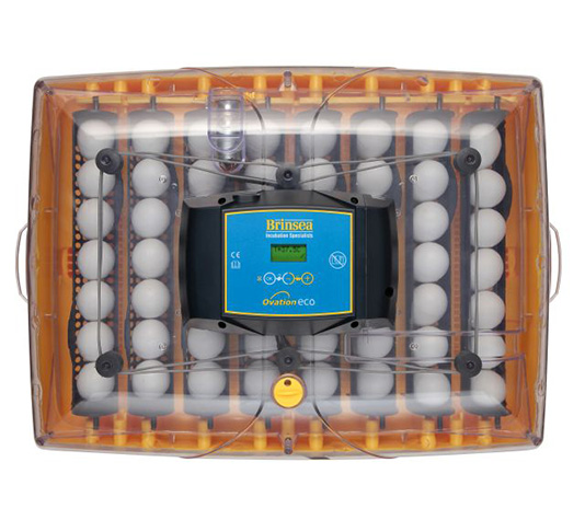 incubadora brinsea ovation 56 eco con capacidad para 56 huevos de gallina