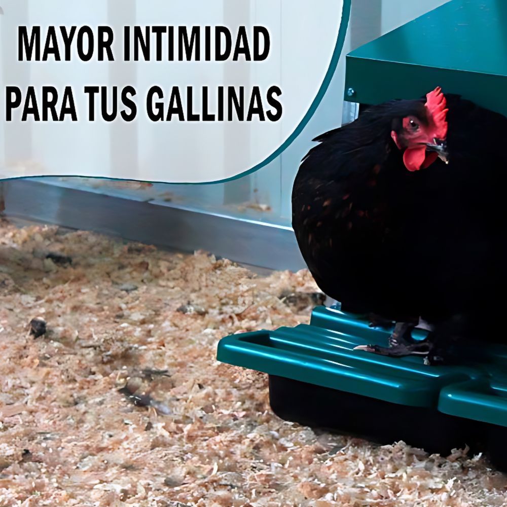 Gallina en ponedero prefabricado 2 huecos