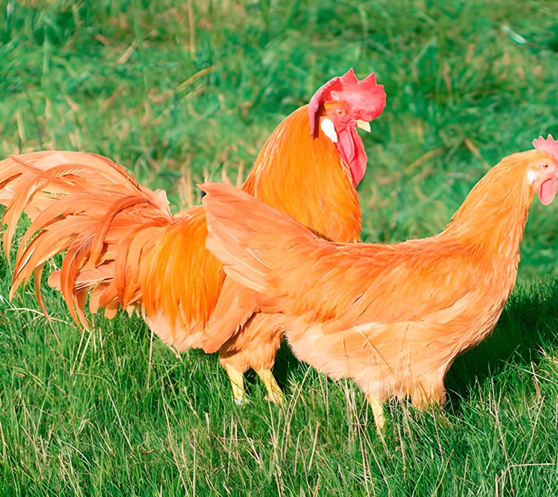Pareja gallina italiana leonada	