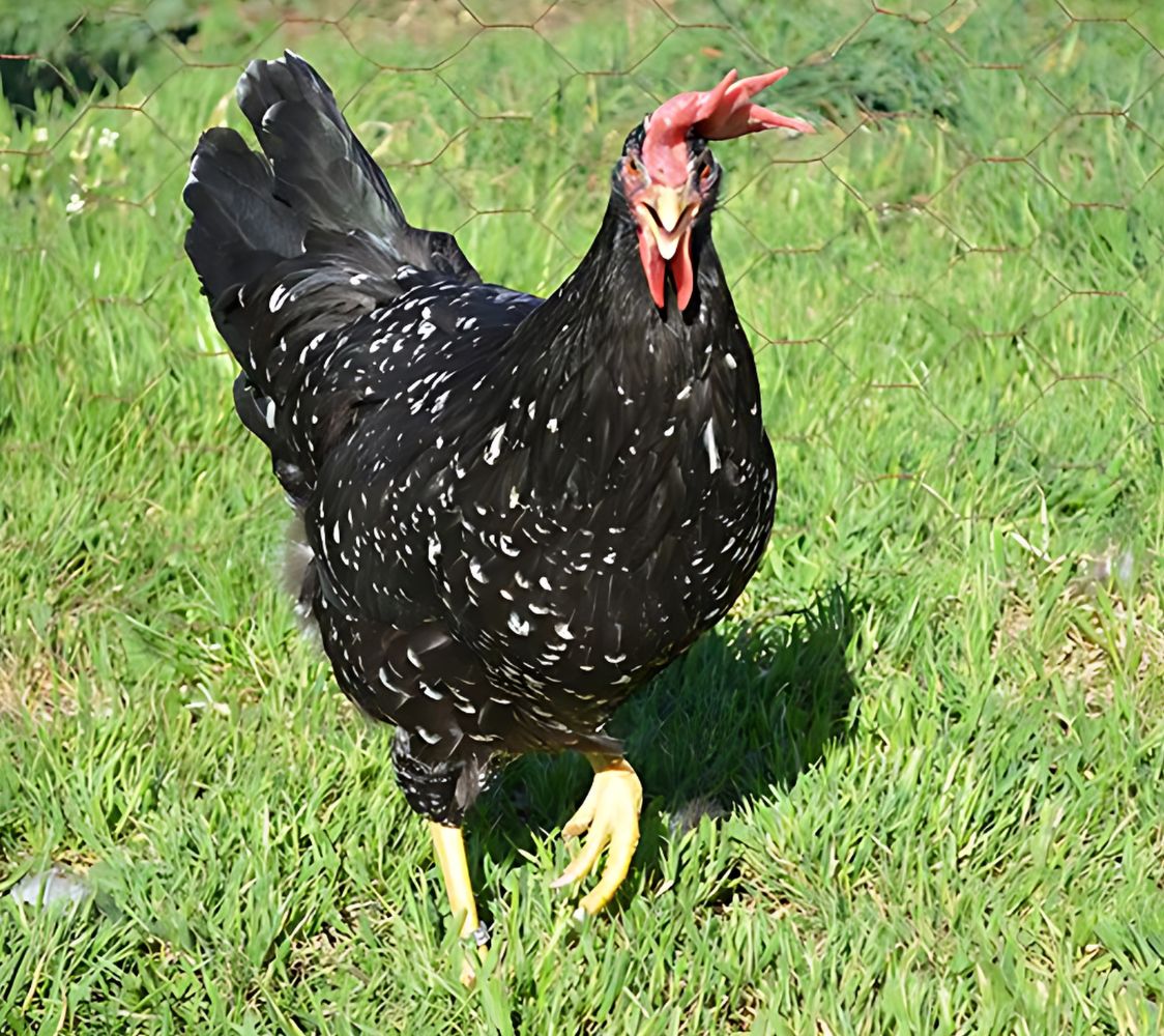 gallina italiana negro moteado de blanco	
