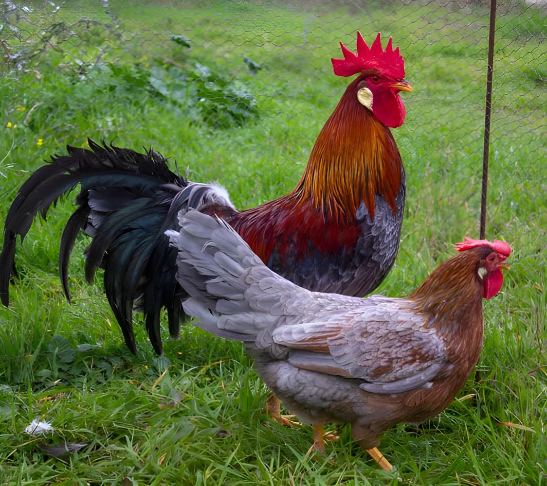Pareja gallinas italiana azul dorada	