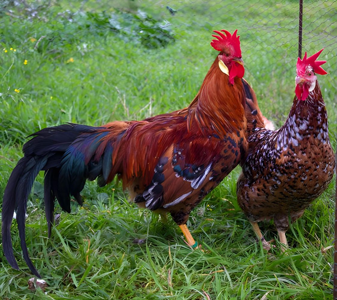 Pareja gallina italiana milflores	
