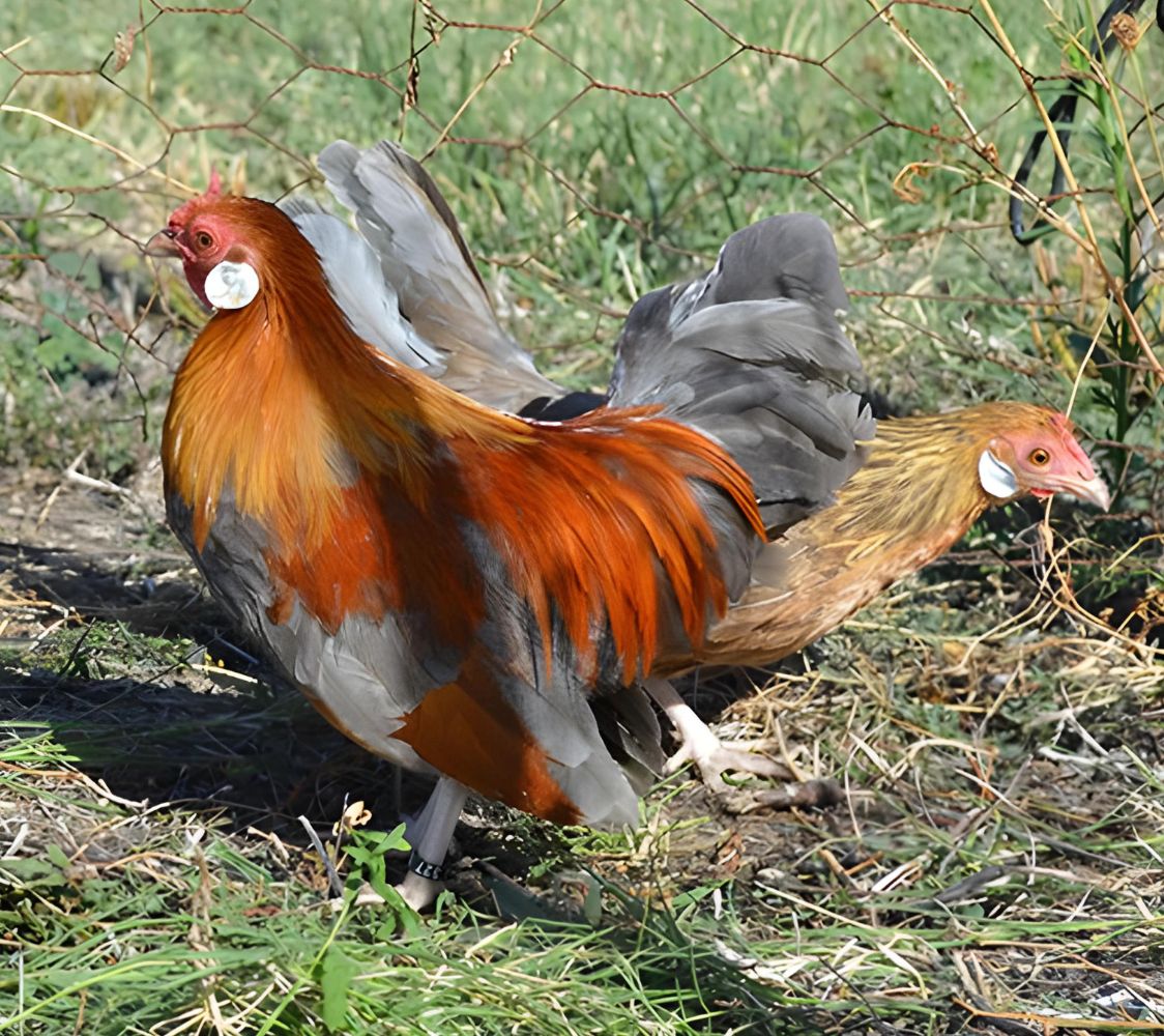 pareja de gallinas java azul dorado	
