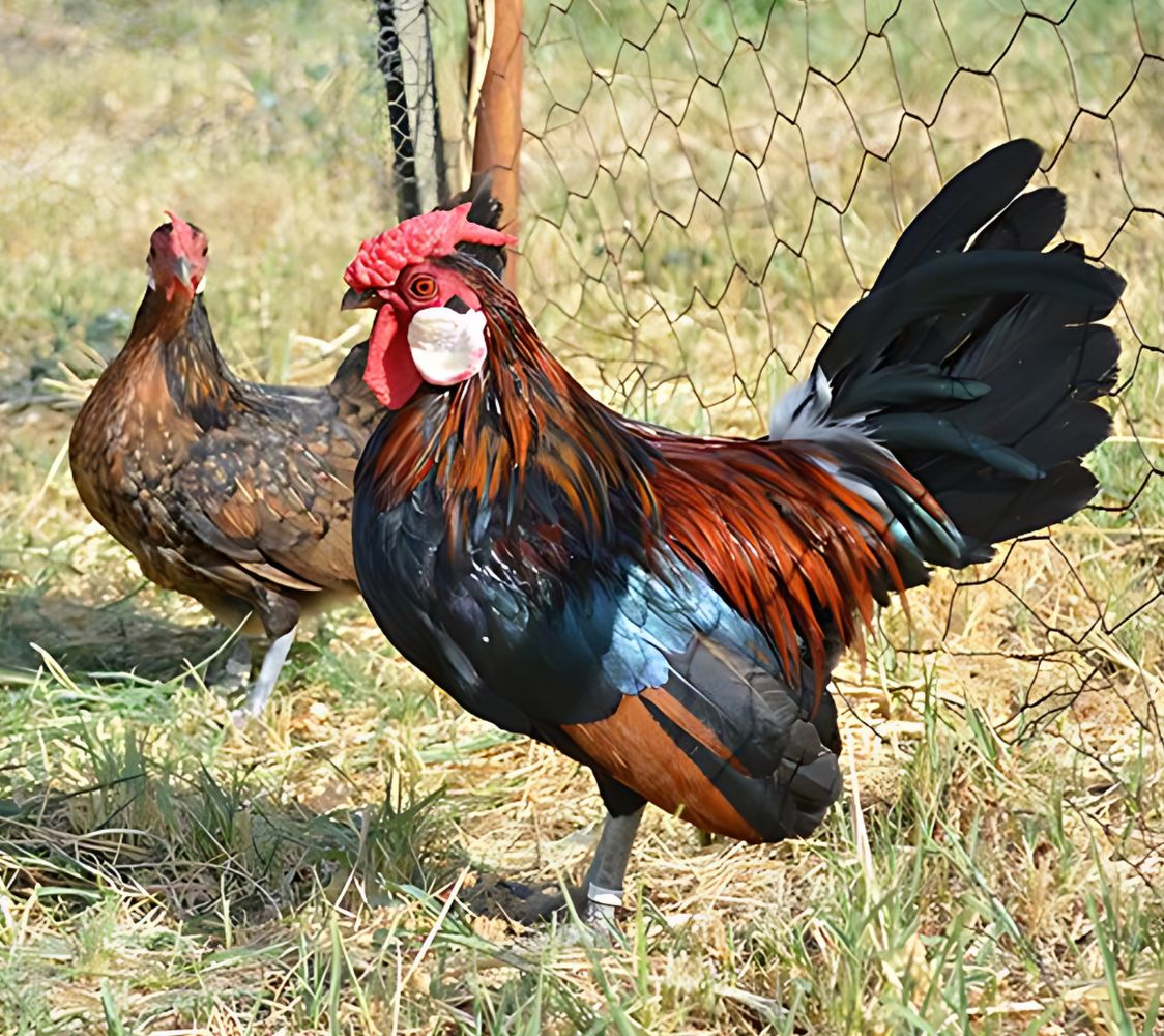 gallina de raza java color salvaje	