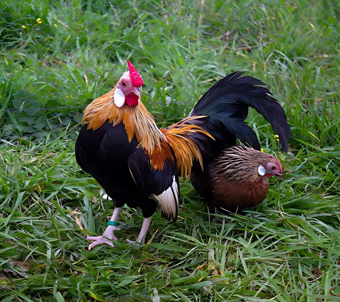 gallina raza java dorado cuello anaranjado	