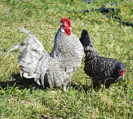 gallina de raza kriel color barrado