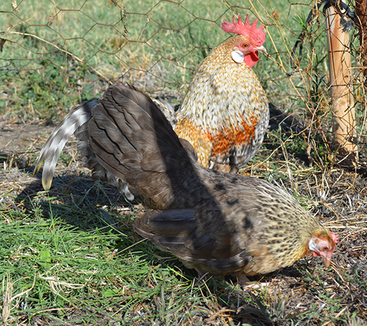 gallina de raza kriel color cuclillo dorado