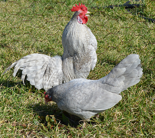 gallina de raza kriel en color cuclillo lavanda
