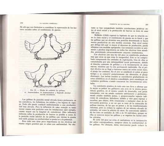 libro la gallina paginas con ilustraciones