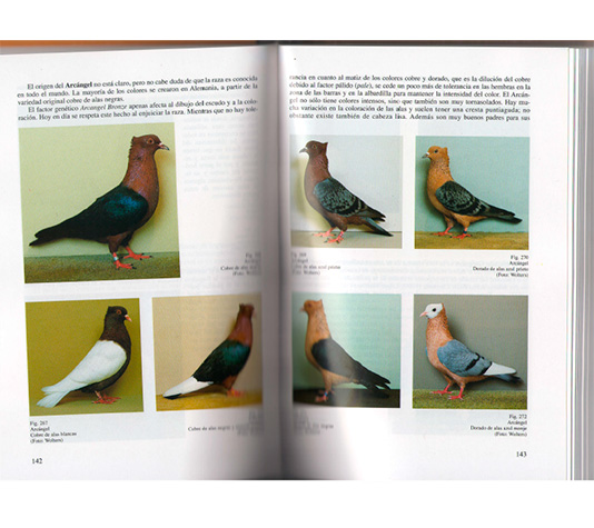 interiores libro palomas de raza