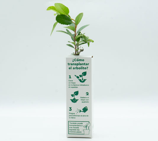 Instrucciones cómo transplantar un madroño