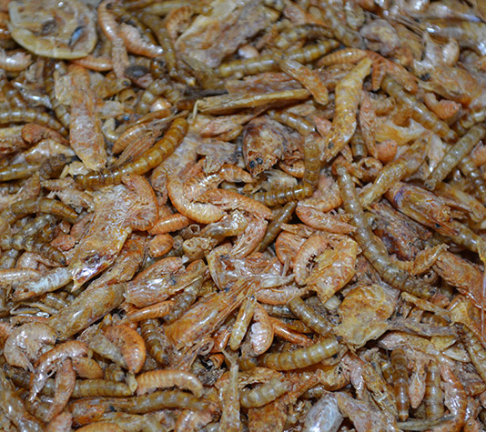 insectos para gallinas y otras aves