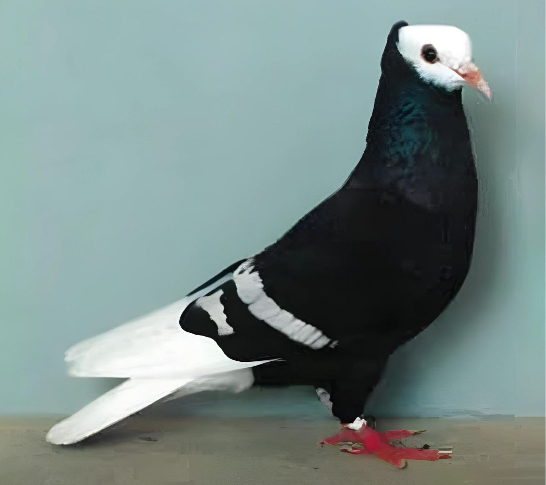 paloma monje de alemania	