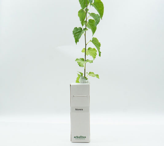 Arbol de la mora para regalar