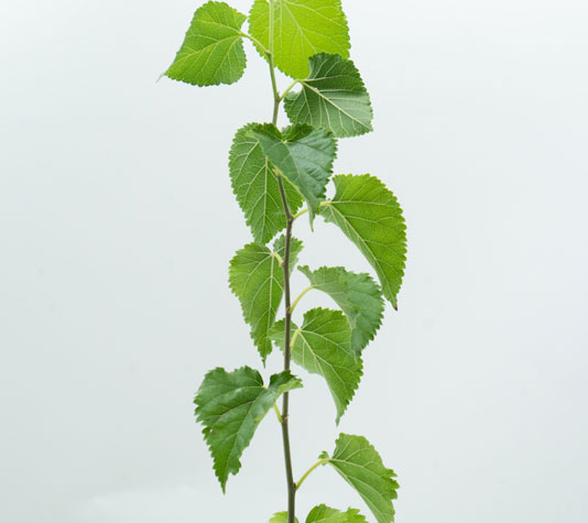 Hojas de la morera o árbol de la mora (morus nigra)