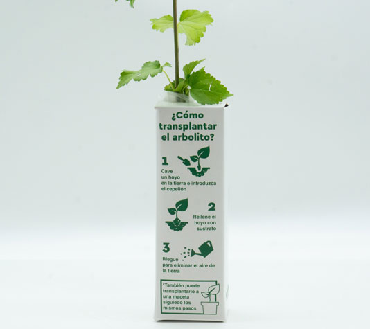 Instrucciones cómo transplantar una morera